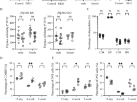 RNA-binding proteins Zfp36l1 and Zfp36l2 protect against premature thymic involution