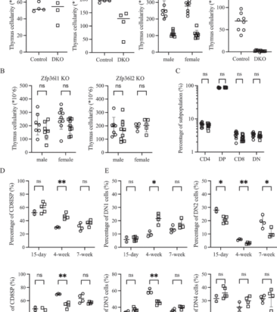 RNA-binding proteins Zfp36l1 and Zfp36l2 protect against premature thymic involution