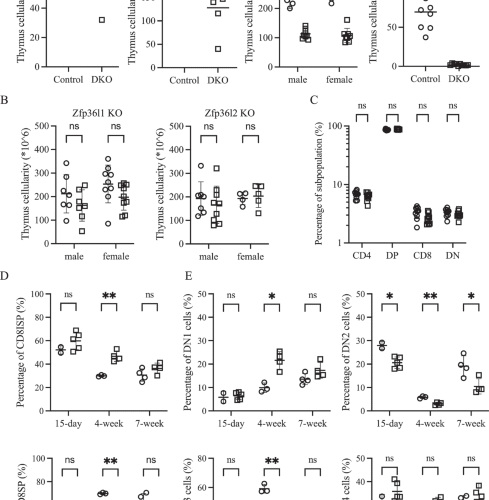 RNA-binding proteins Zfp36l1 and Zfp36l2 protect against premature thymic involution