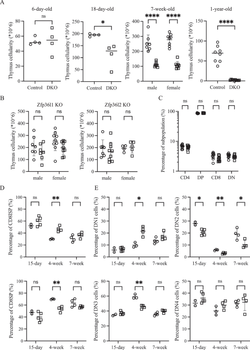 RNA-binding proteins Zfp36l1 and Zfp36l2 protect against premature thymic involution