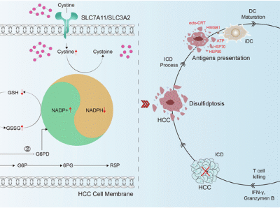 RRx-001 inhibits G6PD to deplete NADPH and trigger disulfidptosis coupled with DAMP-mediated immunogenic cell death in hepatocellular carcinoma