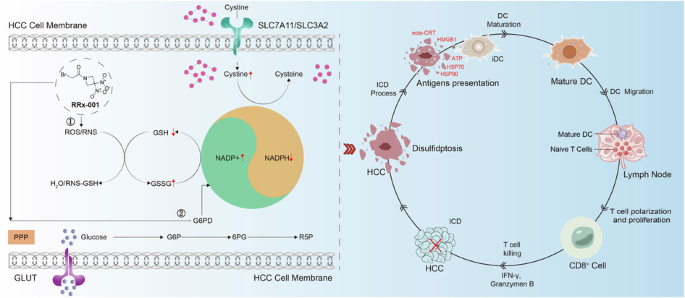 RRx-001 inhibits G6PD to deplete NADPH and trigger disulfidptosis coupled with DAMP-mediated immunogenic cell death in hepatocellular carcinoma