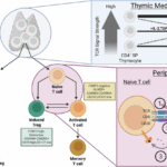 Regulatory T cells in axial spondyloarthritis
