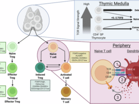Regulatory T cells in axial spondyloarthritis