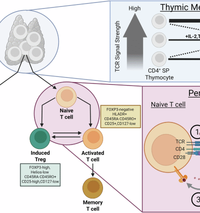 Regulatory T cells in axial spondyloarthritis