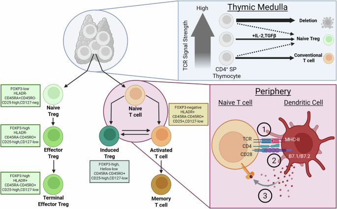Regulatory T cells in axial spondyloarthritis