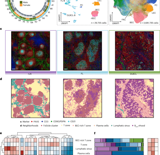 Reprogramming of stroma-derived chemokine networks drives the loss of tissue organization in nodal B cell lymphoma