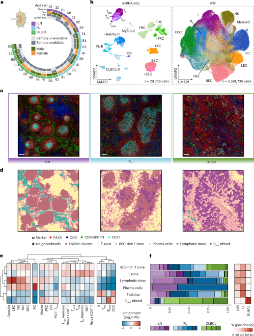 Reprogramming of stroma-derived chemokine networks drives the loss of tissue organization in nodal B cell lymphoma