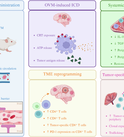 Reprogramming the immune orchestra for glioblastoma: oncolytic viruses and the B-cell connection