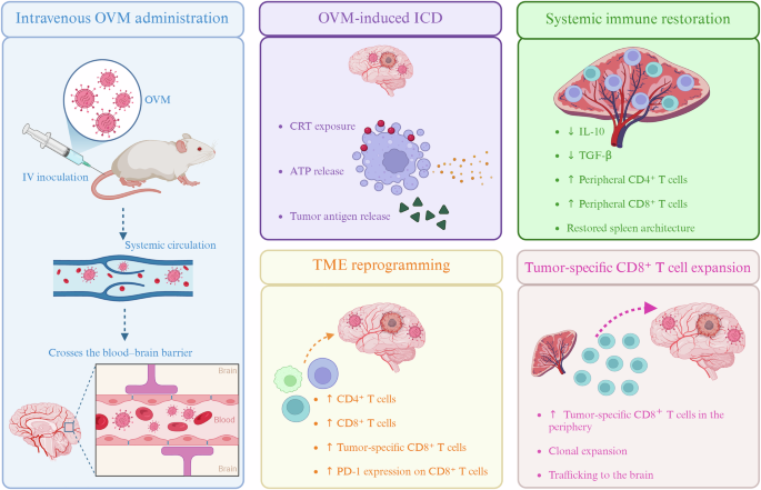Reprogramming the immune orchestra for glioblastoma: oncolytic viruses and the B-cell connection
