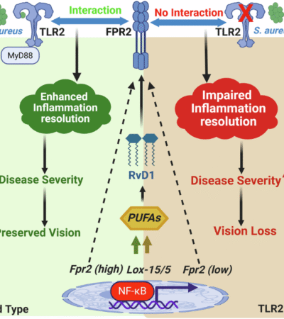 Resolvin D1 requires TLR2-FPR2 crosstalk for inflammation resolution and protection during ocular bacterial infection