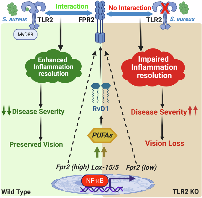 Resolvin D1 requires TLR2-FPR2 crosstalk for inflammation resolution and protection during ocular bacterial infection