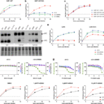 Site-1 protease mediated GPC processing is required for persistence of LCMV Clone 13