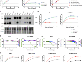Site-1 protease mediated GPC processing is required for persistence of LCMV Clone 13