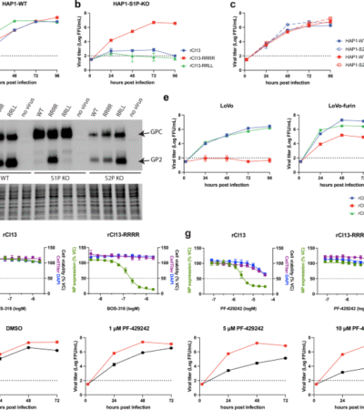 Site-1 protease mediated GPC processing is required for persistence of LCMV Clone 13