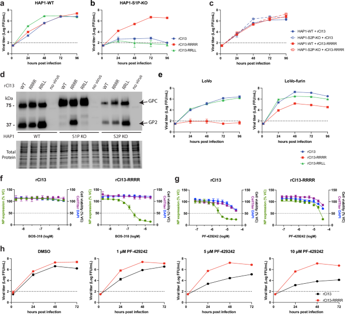 Site-1 protease mediated GPC processing is required for persistence of LCMV Clone 13