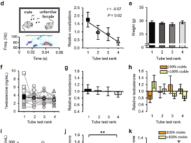 Social status impacts T-cell responses through synapse strength in the prefrontal cortex