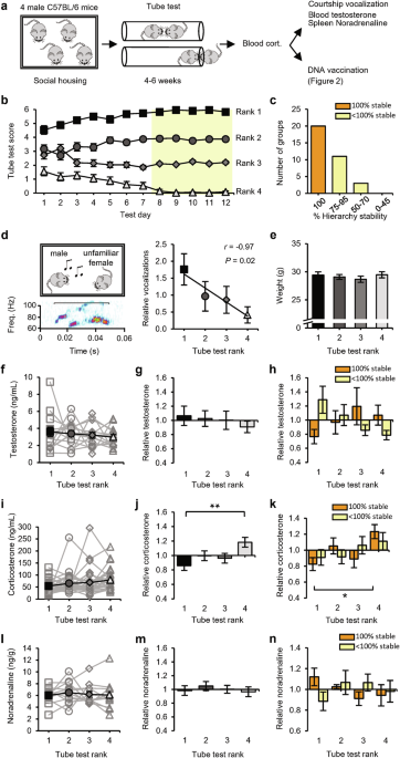 Social status impacts T-cell responses through synapse strength in the prefrontal cortex