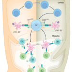 Solving the puzzle of CD8 T cell positive selection