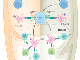 Solving the puzzle of CD8 T cell positive selection
