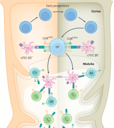 Solving the puzzle of CD8 T cell positive selection