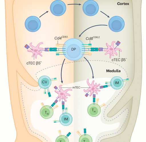 Solving the puzzle of CD8 T cell positive selection