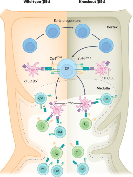 Solving the puzzle of CD8 T cell positive selection