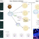 Spatial profiling uncovers multicellular dynamics in early relapse of hepatitis B virus-associated follicular lymphoma