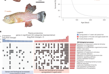 Spontaneous aging-associated inflammation and genome instability in the immune system of turquoise killifish