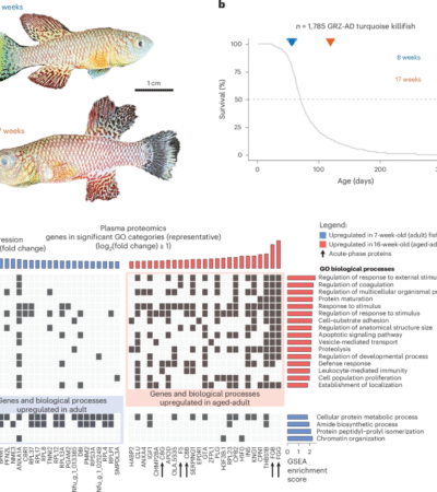 Spontaneous aging-associated inflammation and genome instability in the immune system of turquoise killifish