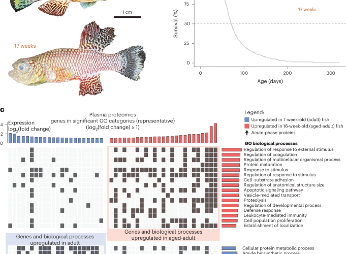 Spontaneous aging-associated inflammation and genome instability in the immune system of turquoise killifish
