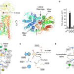 Structural basis for prostaglandin and drug transport via SLCO2A1