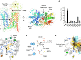 Structural basis for prostaglandin and drug transport via SLCO2A1