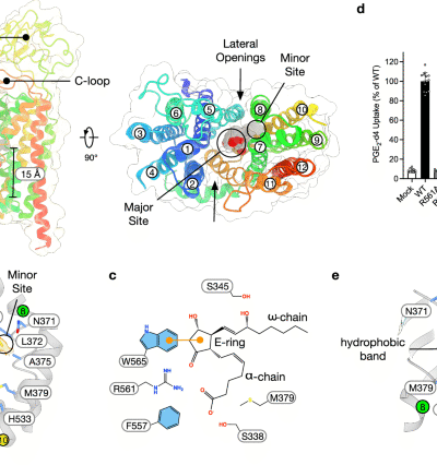 Structural basis for prostaglandin and drug transport via SLCO2A1