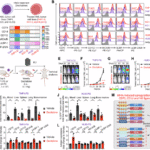Synergizing hypomethylating agents with off-the-shelf CD70-targeted chimeric antigen receptor-engineered natural killer T cells for the treatment of acute myeloid leukemia