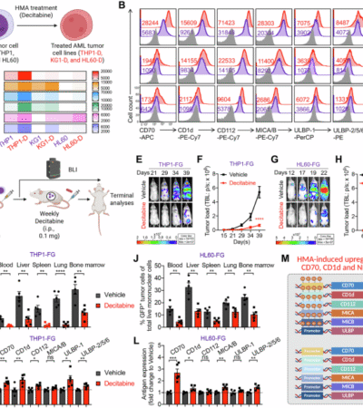 Synergizing hypomethylating agents with off-the-shelf CD70-targeted chimeric antigen receptor-engineered natural killer T cells for the treatment of acute myeloid leukemia