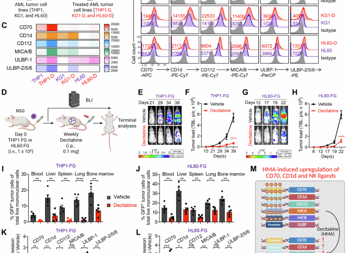 Synergizing hypomethylating agents with off-the-shelf CD70-targeted chimeric antigen receptor-engineered natural killer T cells for the treatment of acute myeloid leukemia