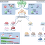 T cell adaptation in chronic infections and tumors