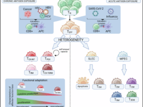T cell adaptation in chronic infections and tumors