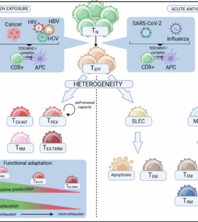 T cell adaptation in chronic infections and tumors