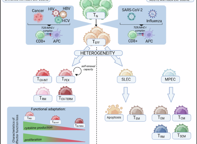 T cell adaptation in chronic infections and tumors