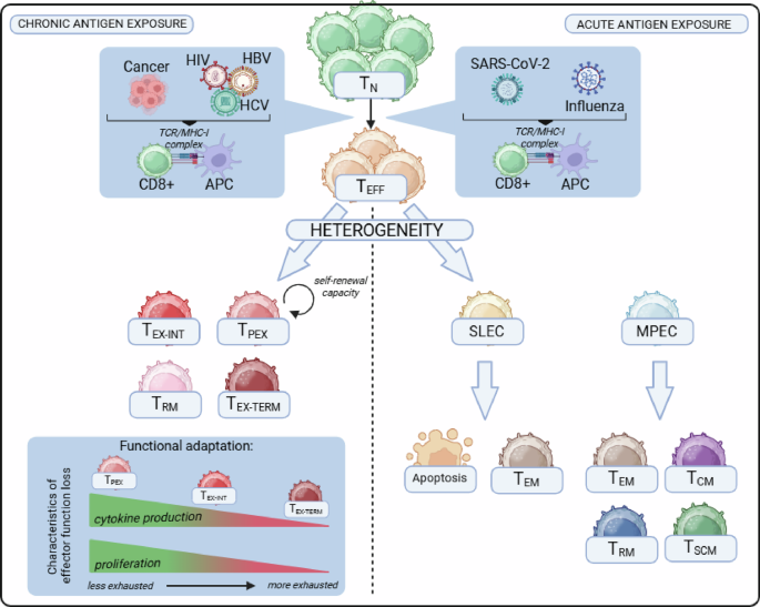 T cell adaptation in chronic infections and tumors