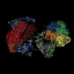 T cell development from expanded hematopoietic progenitors reveals initiation control by Lmo2 and Flt3L priming | Science Immunology