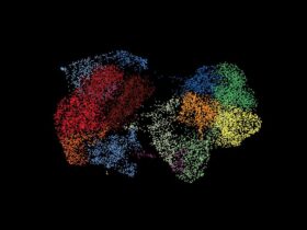 T cell development from expanded hematopoietic progenitors reveals initiation control by Lmo2 and Flt3L priming | Science Immunology