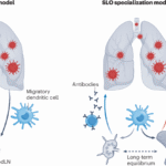 TRACKing the tissue-specific origins of diverse effector T cell functions