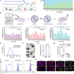 TRIM13 in situ engineering boosts anti-inflammatory capacity of CAR-Ms for liver fibrosis therapy