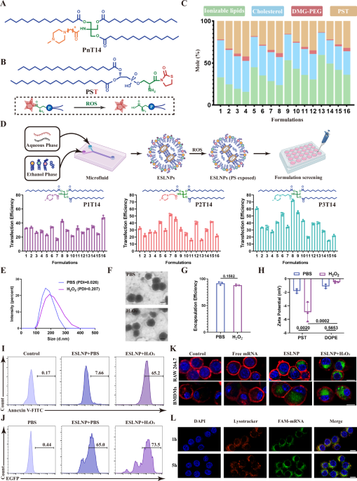 TRIM13 in situ engineering boosts anti-inflammatory capacity of CAR-Ms for liver fibrosis therapy