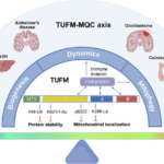 TUFM: a central regulator in mitochondrial quality control and beyond