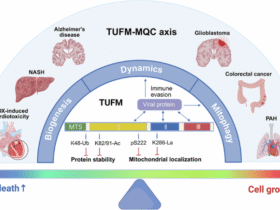 TUFM: a central regulator in mitochondrial quality control and beyond