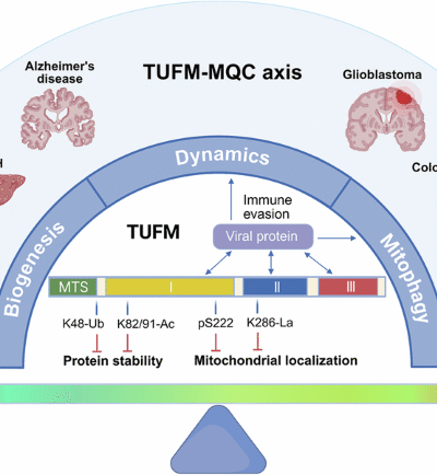 TUFM: a central regulator in mitochondrial quality control and beyond
